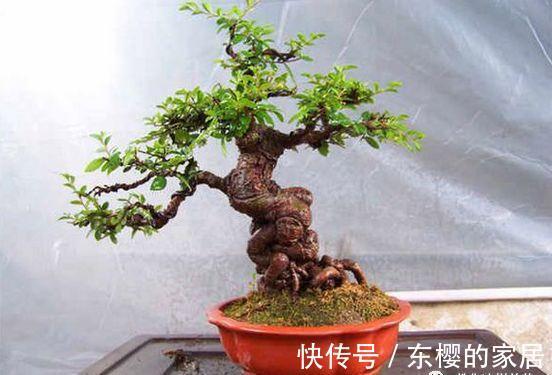 邻居捡到野货树桩，种盆里价值不菲，羡慕啊!