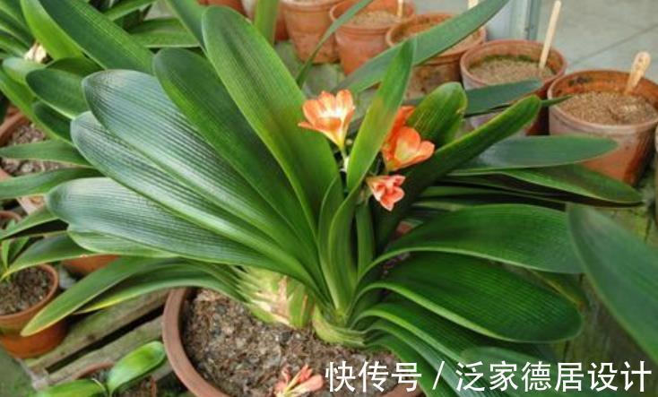 花匠|老花匠养君子兰有窍门，学会了油绿发亮开花美，简单实用