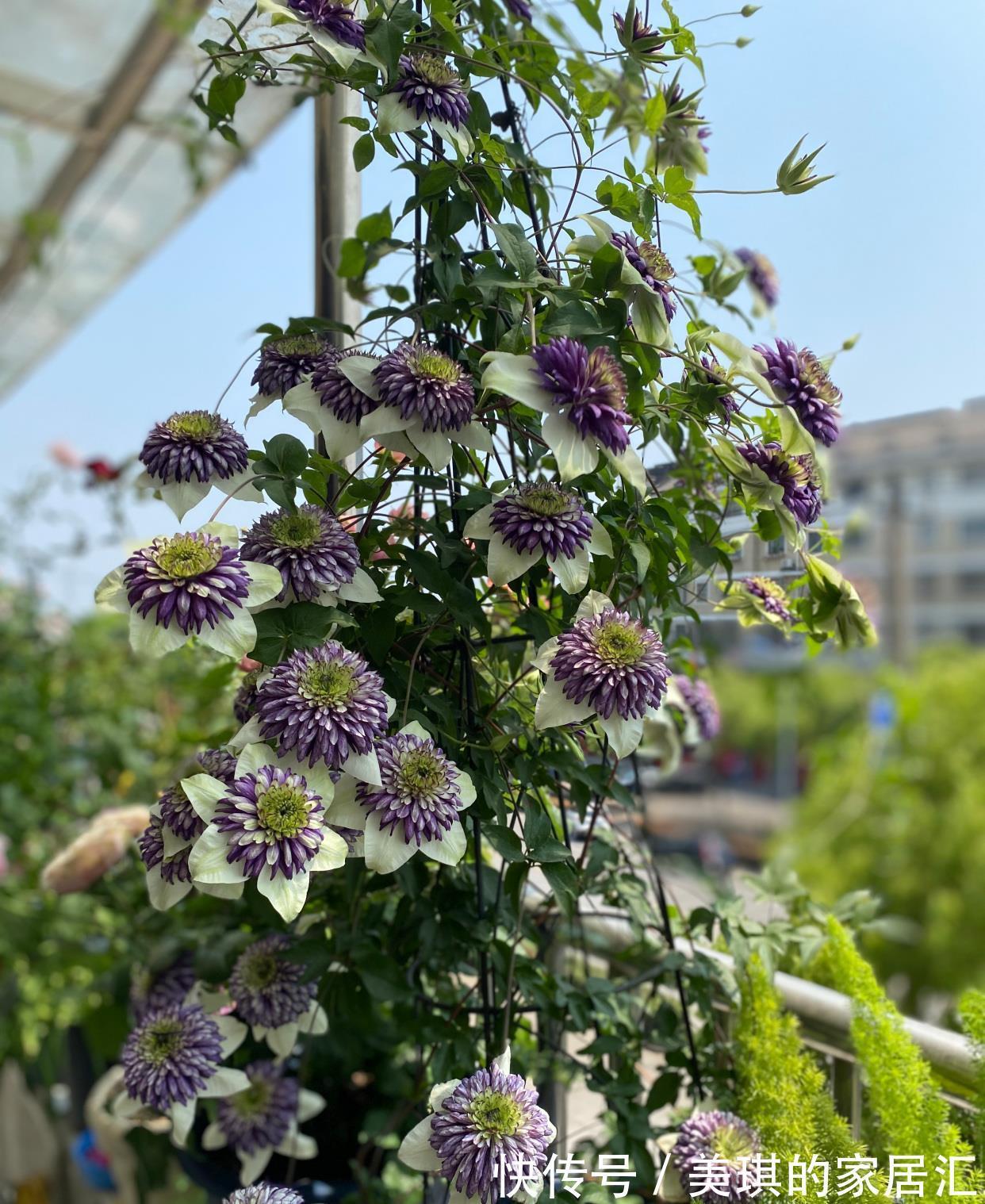 花朵|你的阳台还缺花吗？养棵“新幻紫”吧，花朵又美又仙，三季有花赏