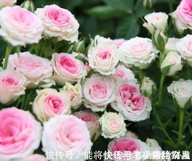 月季|4种花养家里,多姿多彩、美轮美奂,从年头“香”到年尾