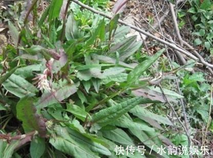 野菜|此野菜比醋还酸,人称“酸模”,对便秘有奇效,城里卖50一斤
