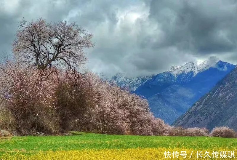 为什么看林芝桃花，一定要走川藏线？