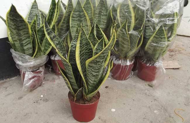 张大爷养虎皮兰,浇水施肥只用“它”,半年养出60多盆,太漂亮了