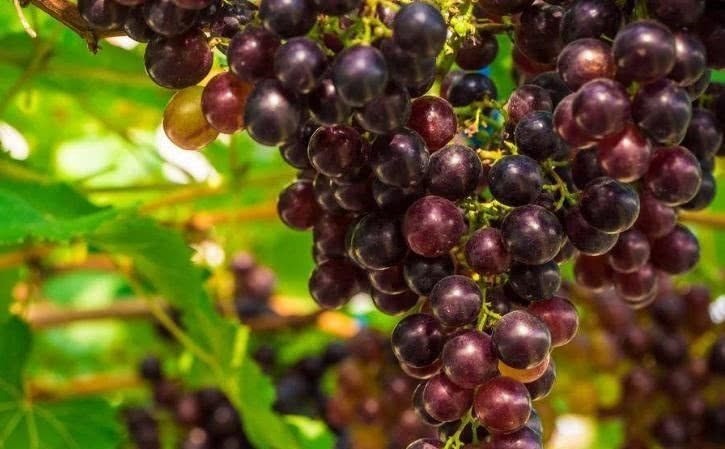 排毒养颜|对身体最好的3种食物，要坚持吃一些，排毒养颜、有益健康！