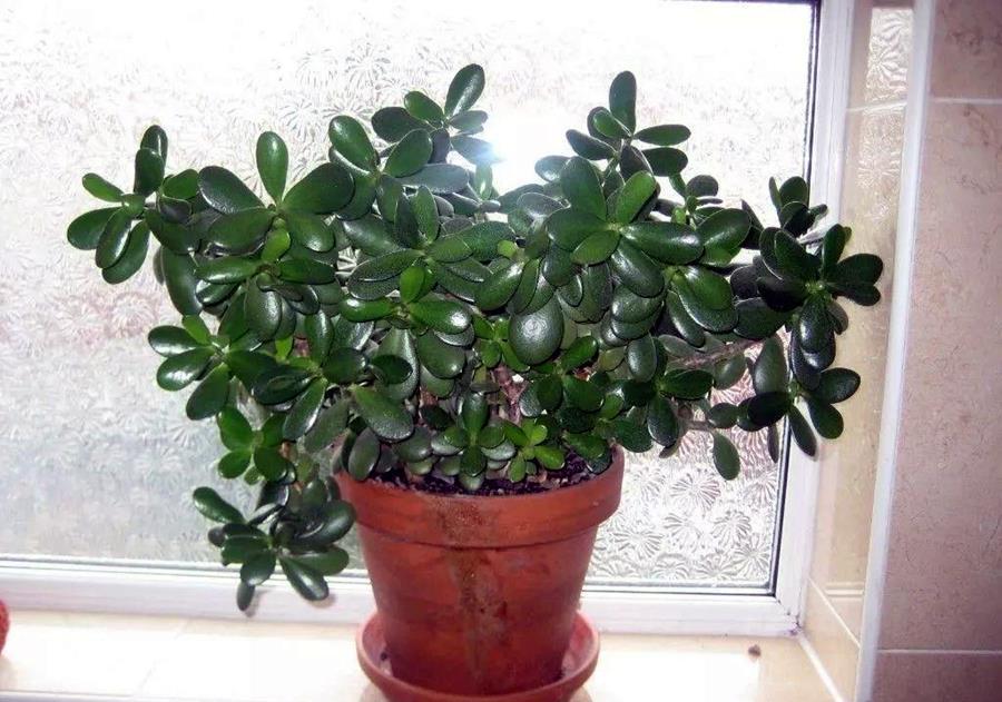 浇水|玉树很精致，养护出现问题，你这么解决就好