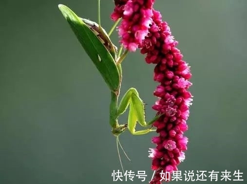 红蓼花!成束之美!难得一见!