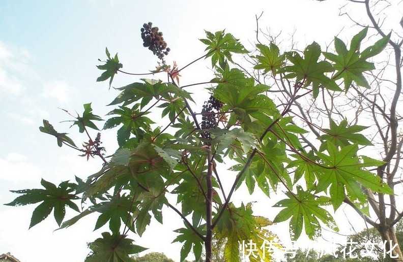 植物|乡村随处可见的一种植物，却是一味名贵中草药，如今被广泛推广