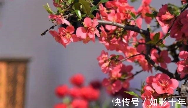 元代#元代诗人一首梅影七律:凌波神女,云鬟佳人,想象丰富,浪漫动心