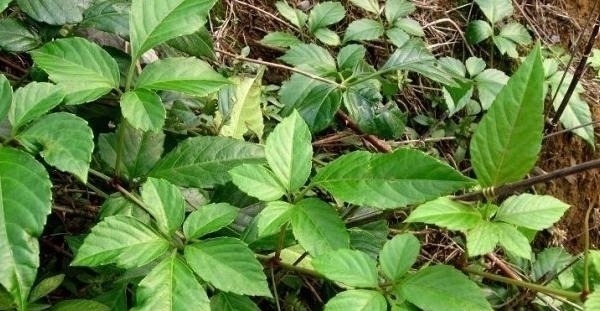 五叶藤|人称“五爪龙”,过去拿来喂猪,却不知是野外救急良药,价值珍贵