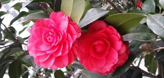 3种漂亮花，别乱浇水，水越多开花越少，旱着养反而长得旺