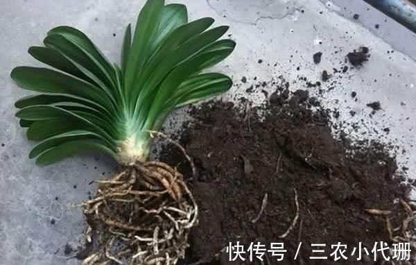 植株体|君子兰烂根怎么办? 用这两个方法, 就不怕烂根了