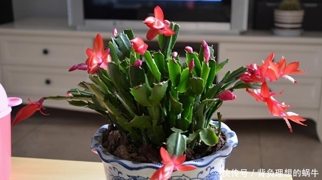蟹爪兰迎来花期,养护避免“4个动作”,花苞一个不落,越开越美