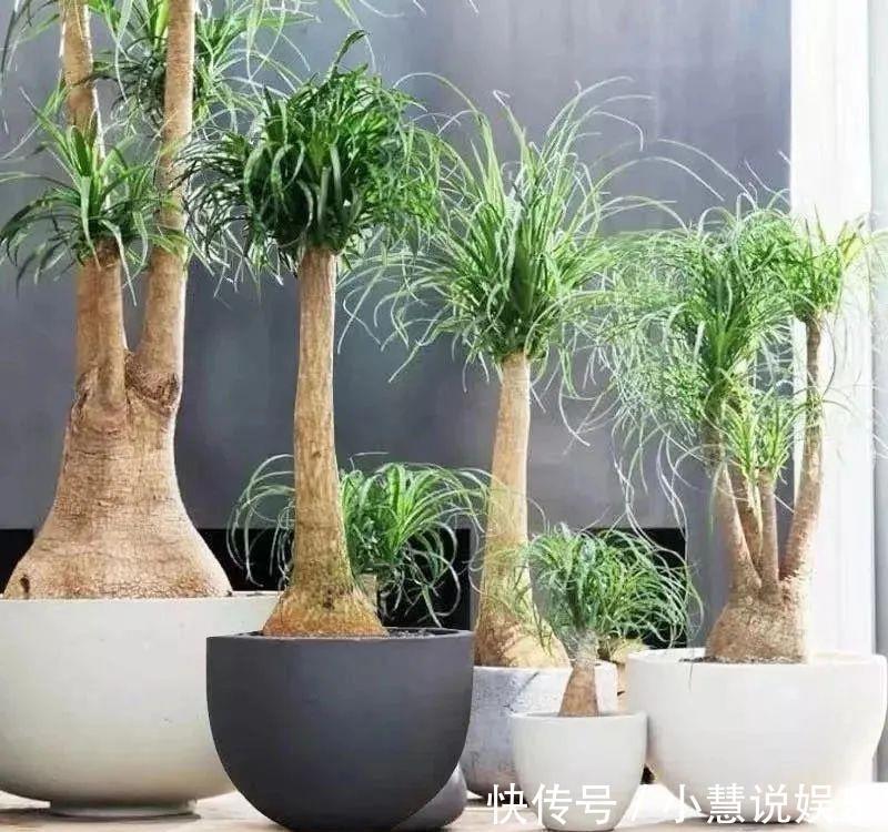 懒人养花首选这三种,省心省力又好养,霸气镇宅添福气,人人都喜