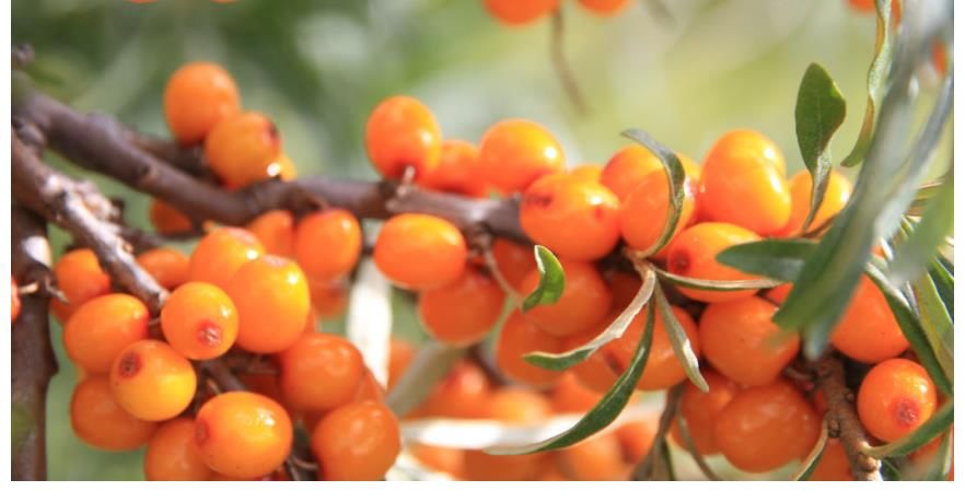 膳食纤维|一种粗粮吃一口等于吃10斤猪油，不及时撤下桌，小心脑梗找上你