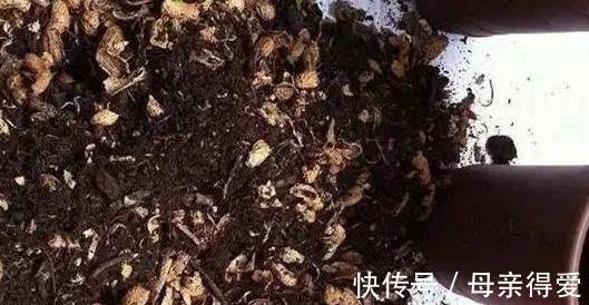 家里的3种垃圾别乱扔,学会此样做,放花盆里效果好,很实用