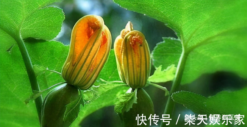 萝卜缨子|人到中年想长寿，可以多吃三种食物，排毒养颜，提高免疫力！