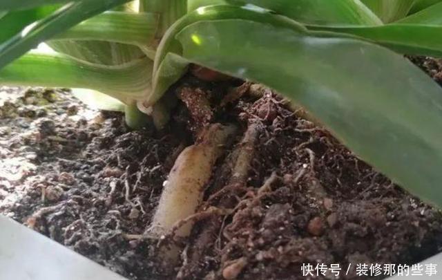 保证|喜欢在家养花?学会3条管理经验,保证啥花都能轻松养好