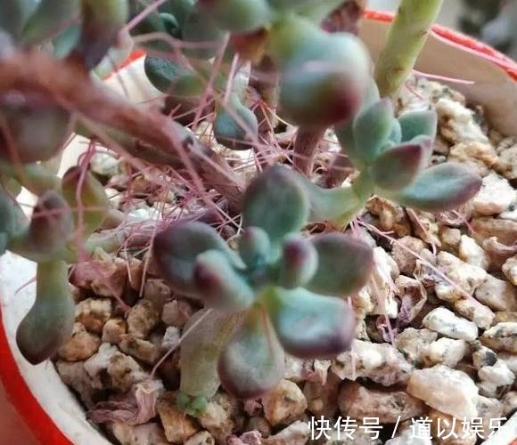 多肉虹之玉长气生根,该如何对症解决学着这么办好减少伤亡