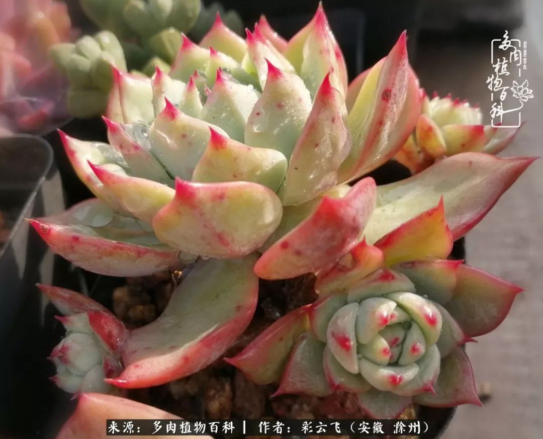 浇水后的多肉,照片秒变“照骗”!却被“骗”得很开心!