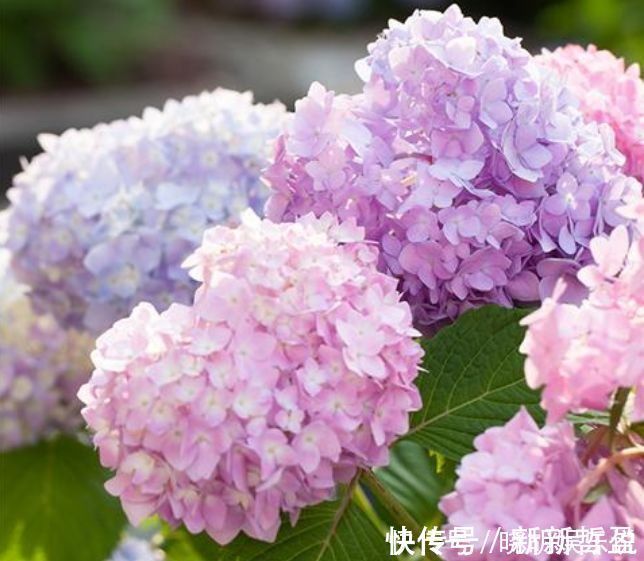 腐质土|几种花养家里，开花漂亮开不断，色娇艳香气浓，空气清新健康来