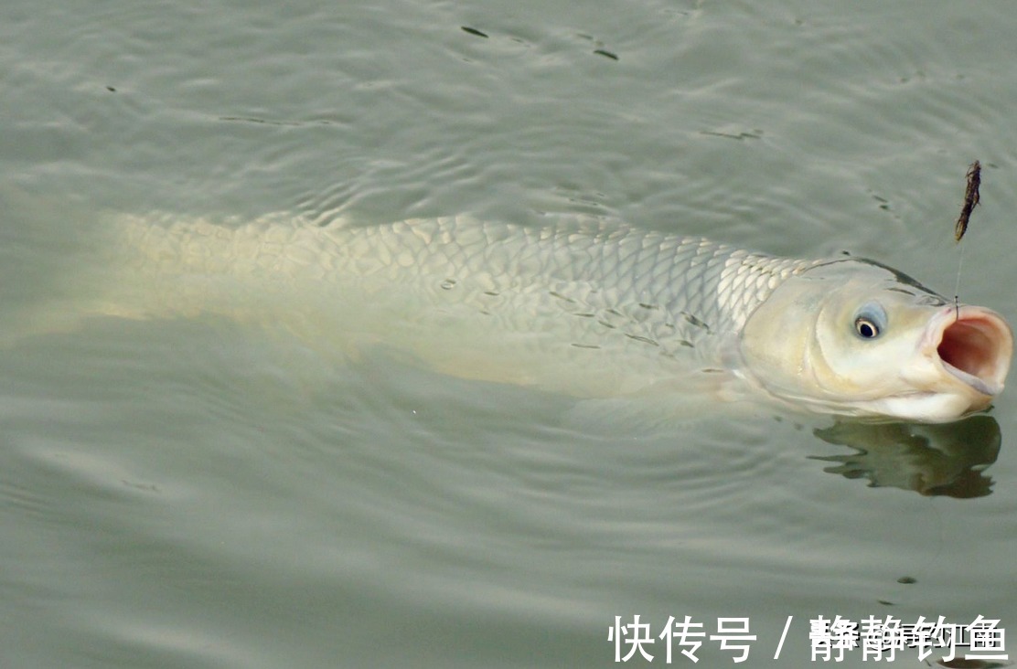 嫩玉米挂钩，再配合“带漂远投”的技巧，人群中“抢鱼”特容易