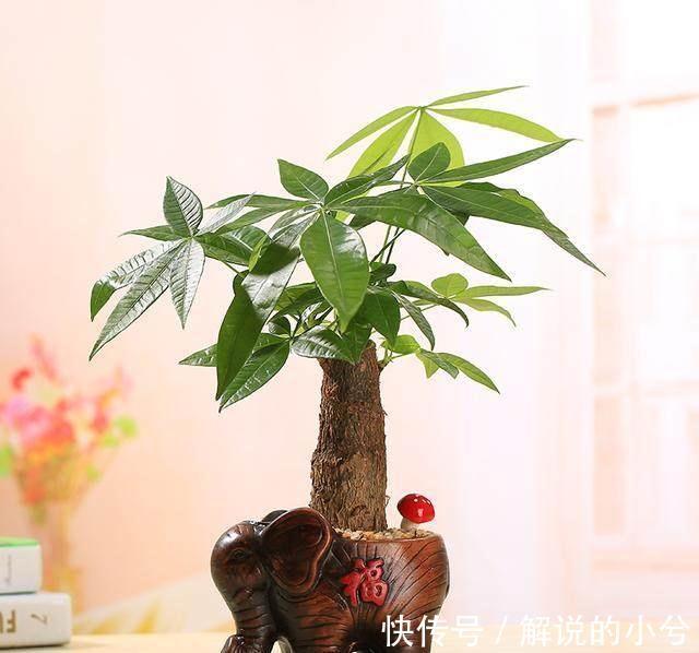 原来发财树要这样养才能绿油油,难怪我之前养的老是烂根
