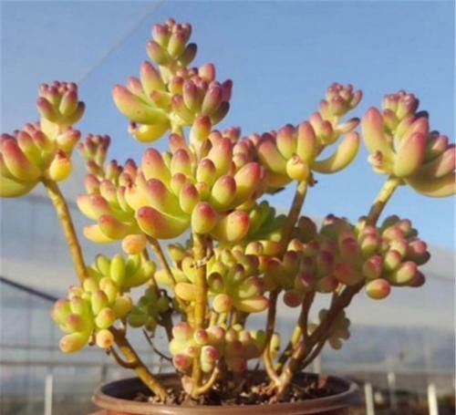 养了两棵乙女心，一棵放室内，一棵放露台，长势区别很大