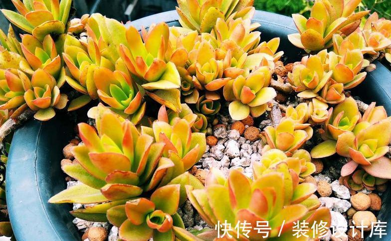 养多肉,什么情况下该控水,什么时候不行?