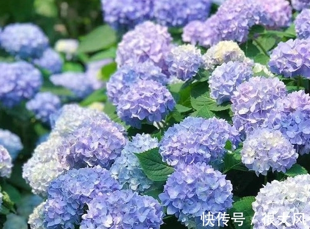 绣球能修剪吗,这些情况不分清,剪完变绿植