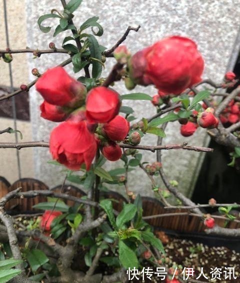 肥沃|一种花叫“木瓜”,耐寒好养,开花漂亮,春季开满枝,比玫瑰美