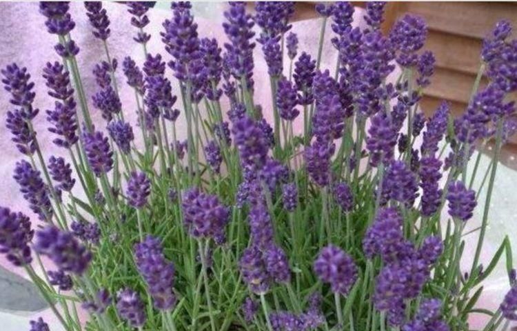 最适合新手养的4种花,沾土就活,枝繁叶茂,是净化空气的小能手