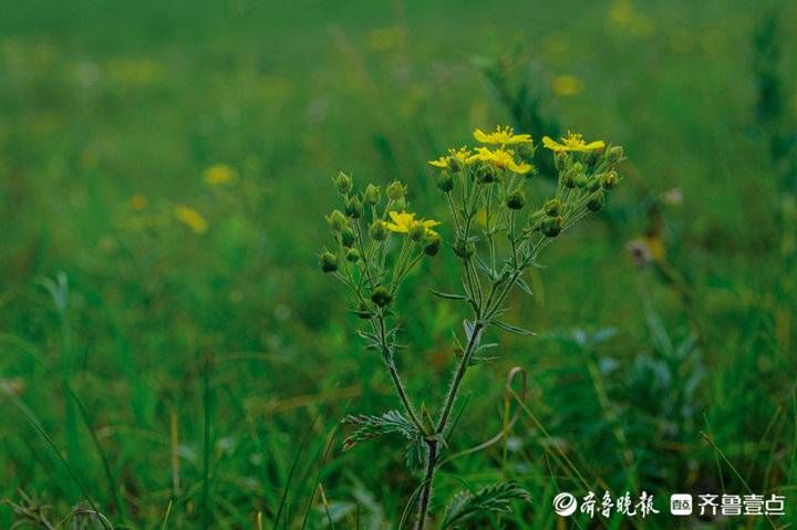 美丽的草原花盛开 今日热点