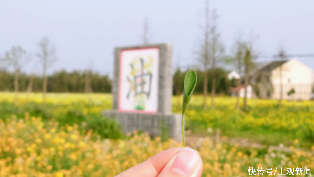 金山即将新增一个休闲娱乐好去处！还能亲自体验……