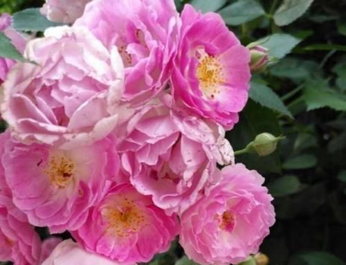 养花就养个花期长的,养在家里繁花似锦,清新脱俗,懒人最爱