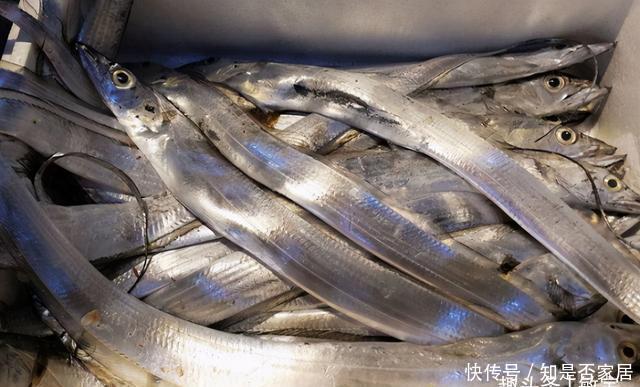 养殖|老渔民:5种鱼,目前无法人工养殖,全是纯野生,便宜又好吃!