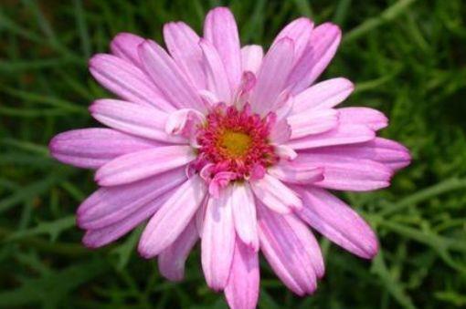 养花|6月30日开始,养花试试这几款,扔进土里就能活,烂漫迷人眼