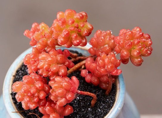 多肉植物颜色不红,怎么办教你2招,叶子变得肉嘟嘟,鲜艳发亮