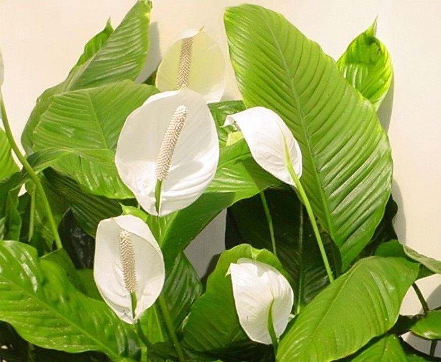 养花试试这几款,叶镶嵌金边花和小绣球一样美