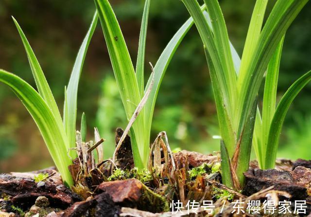 兰花茎腐病|兰花茎腐病和软腐病发生后,出现这种现象,就可以处理花盆了