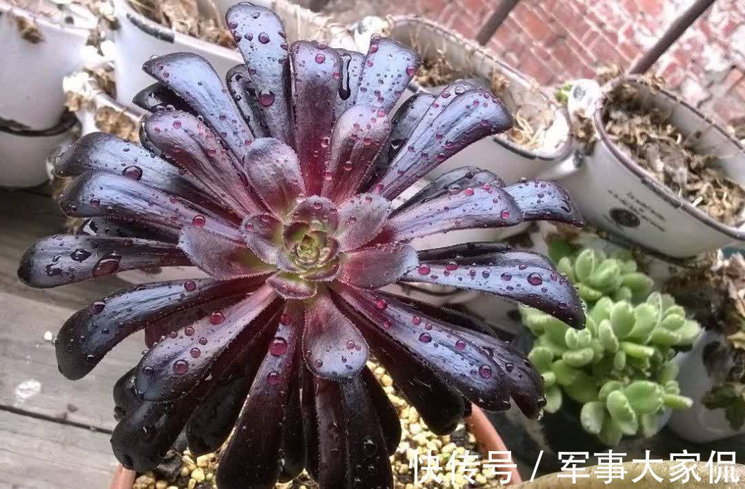 玫瑰|黑色禁欲系“玫瑰”黑法师，季节轮回，养殖当遵从不同的法则