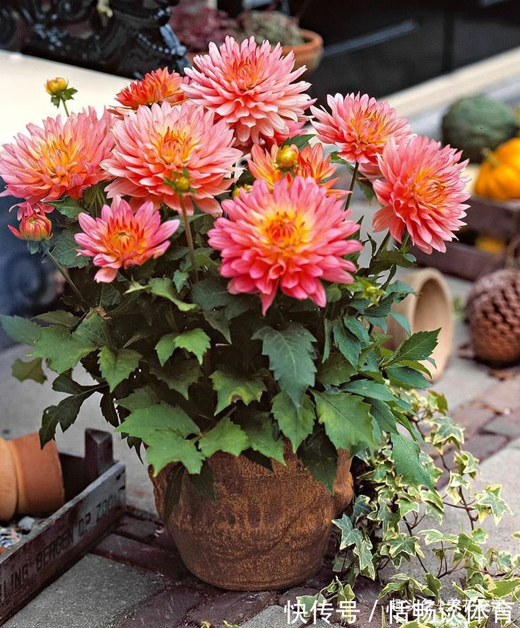 种大丽花的准备工作，温带和亚热带地区盆栽养护攻略