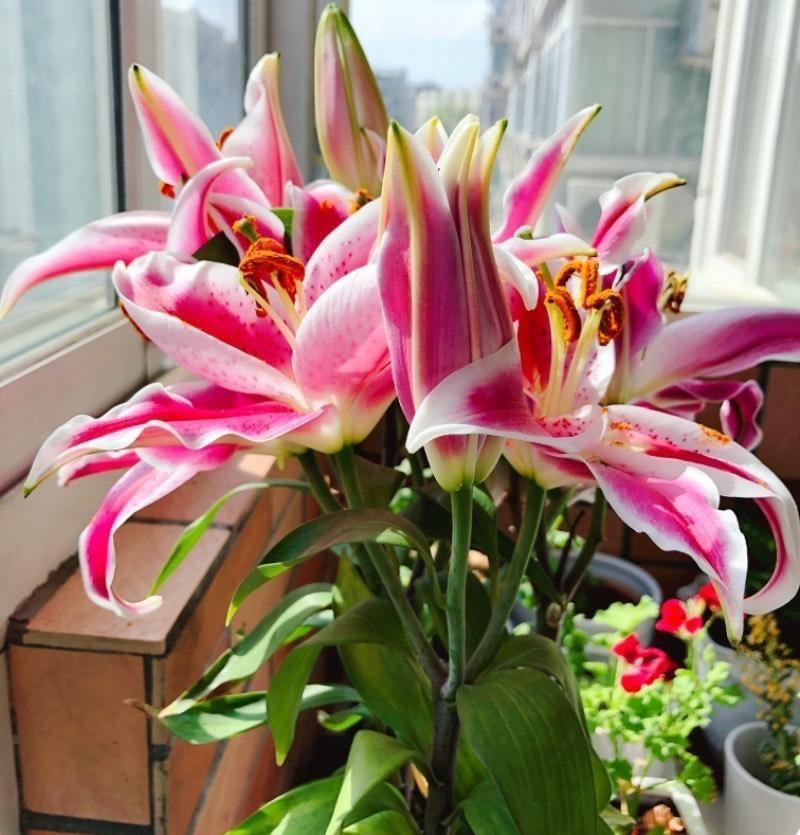 大花|花朵碗口大,喜欢看大花的别错过