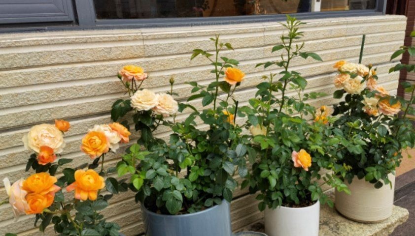 如果你是封闭阳台,不要碰“3种花”,这个环境根本养不好