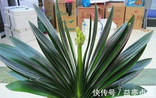 最厉害的养花营养液给君子兰喝一勺,叶片油绿,秋凉早开花