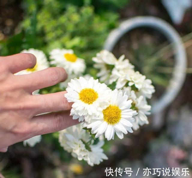 花苞|想让菊花“开花多”,9月开始做3点,花苞大、花朵密,太迷人