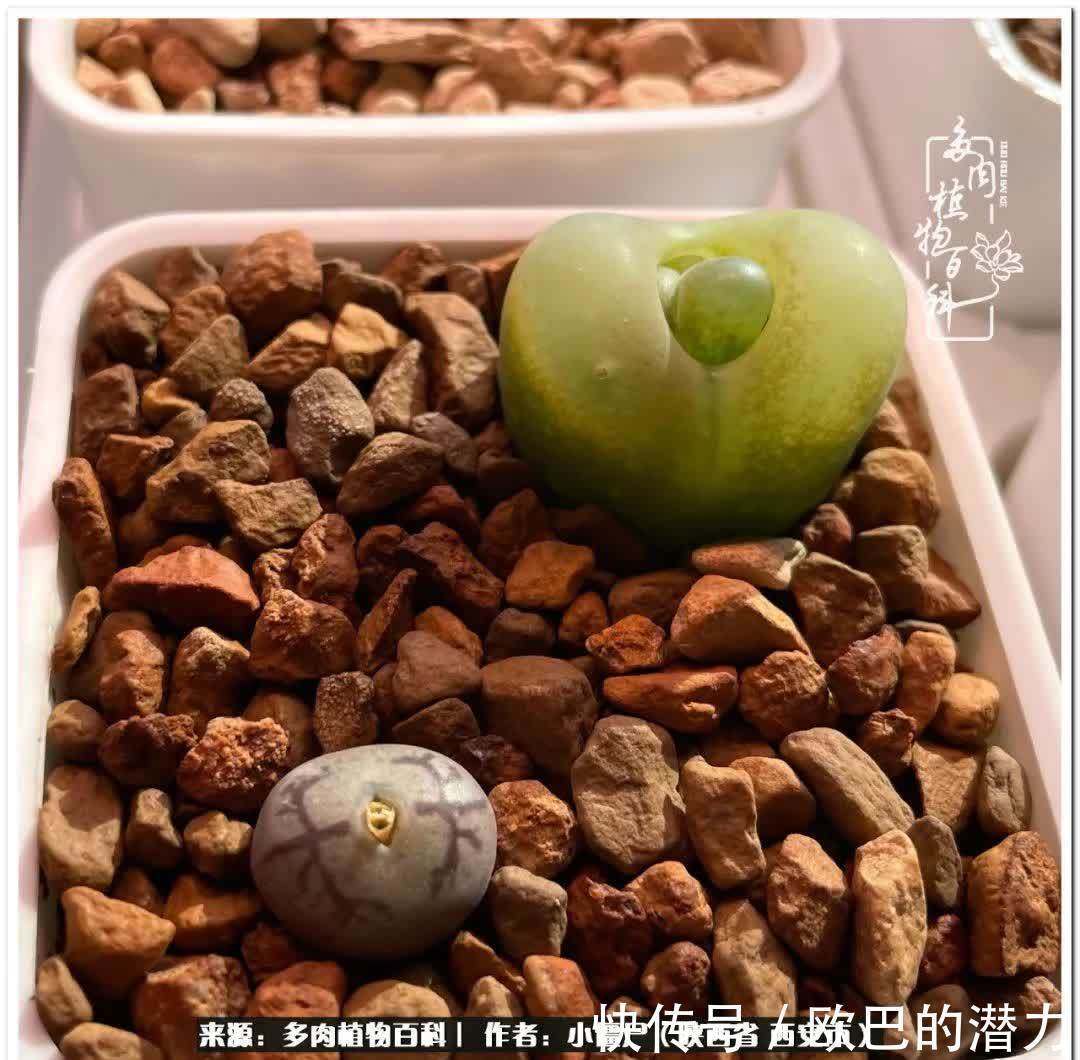 从景天到水泡和肉锥,那些年阳台种植多肉的历程!