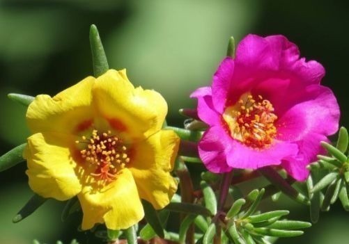 松叶牡丹|居家就养此款花卉,从年初开到年尾,花期长花量大,还特漂亮
