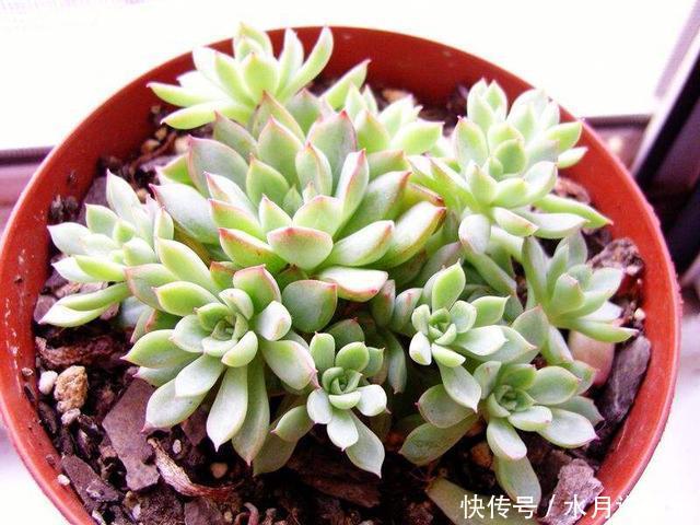 休眠期|7月,多肉到了休眠期,注意“2件事”,秋季变得越来越美,状态佳