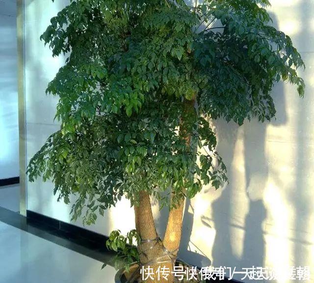 有“讲究”的人都喜欢这“3种树”,叶多枝壮,摆在家中纳福养人