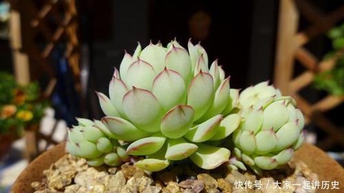 漂亮|漂亮的多肉需要控养,方法不对就是在害多肉,这些常识最好早知道